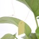 thumbnail image 5 of Herramientas 100 Piezas Etiquetas Plantas Etiquetas Plástico Etiquetas Impermeables PVC Etiquetas Plántulas Suculentas Etiquetas Jardinería Etiquetas Flores 3 6*2 5 CM (amarillo), 5 of 7