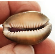 Set of 6 Purple Top Snake Head Cowries Shells Seashells Beach Crafts Nautical Jewelry Coastal Cottage