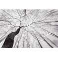 thumbnail image 2 of Pavlasek, Tom 18x13 Black Ornate Wood Framed with Double Matting Museum Art Print Titled - A view of the tree crown, 2 of 4