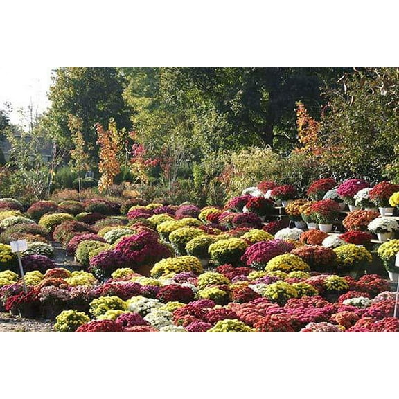 Assorted Mums- Fine Art Canvas Print (20" x 30")