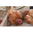 thumbnail image 2 of Fresh Coop Dust Bath for Your Backyard Flock (6 lb), 2 of 6