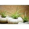 9GreenBox - Air Plant Tillandsia Bromeliads 3 Gift Set with Sea Urchin Holiday