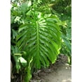 thumbnail image 4 of Monstera Deliciosa - Live Plant in a 10 Inch Pot - Philodendron Monstera Deliciosa - Beautiful Clean Air Indoor Plant, 4 of 5