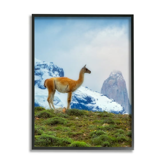 Stupell Industries Wild Llama Photography Animals & Insects Photography Black Framed Art Print Wall Art, 11 x 14
