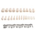 thumbnail image 1 of Modelo Dental modelo de dientes modelo de enseñanza Dental modelo estándar con 32 dientes atornillados demostración goma dura suave 28 24 dientes, 1 of 5