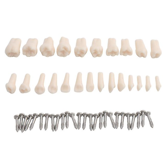 Modelo Dental modelo de dientes modelo de enseñanza Dental modelo estándar con 32 dientes atornillados demostración goma dura suave 28 24 dientes