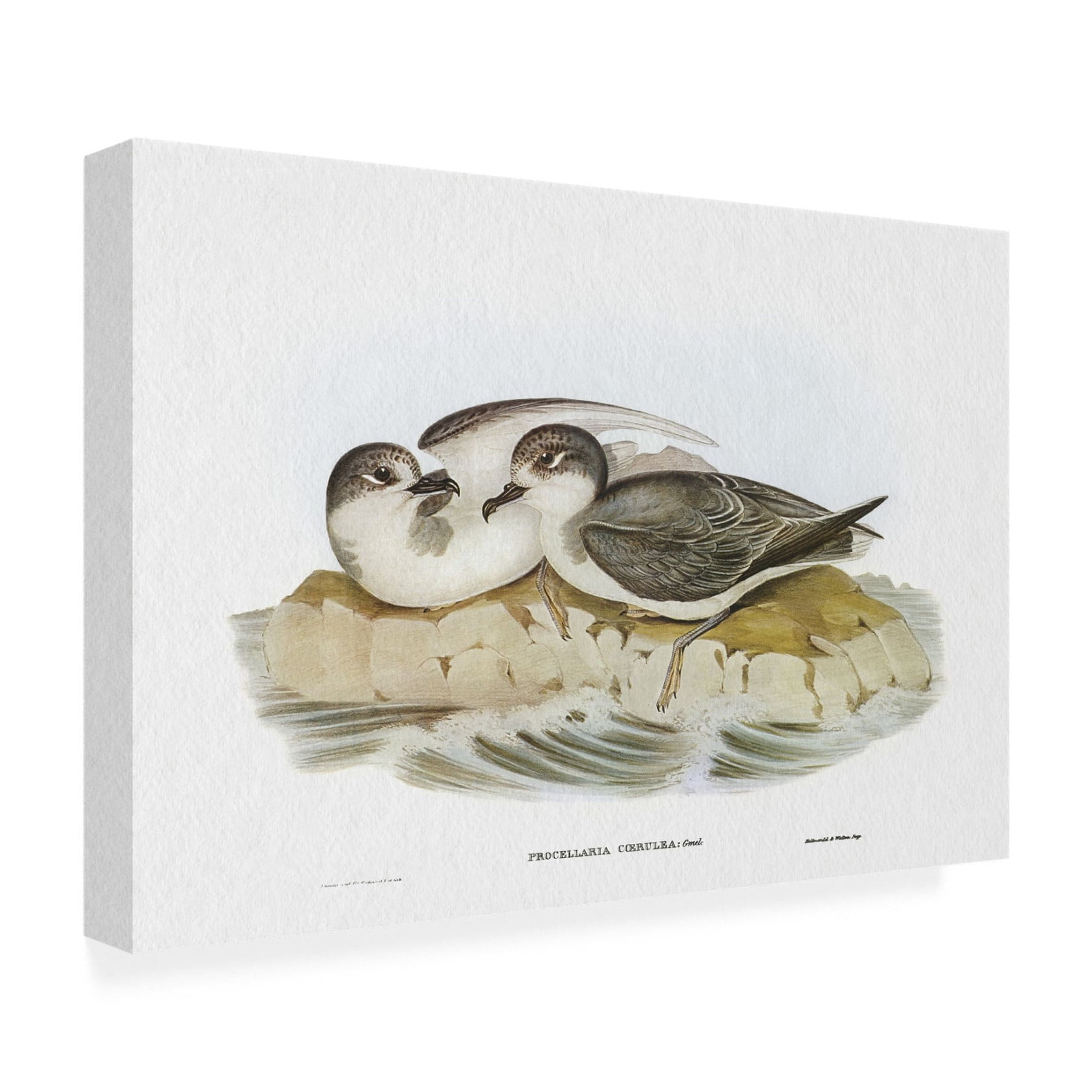 Trademark Fine Art Elizabeth Gould  Seabird Pairing VIII Canvas Wall Art