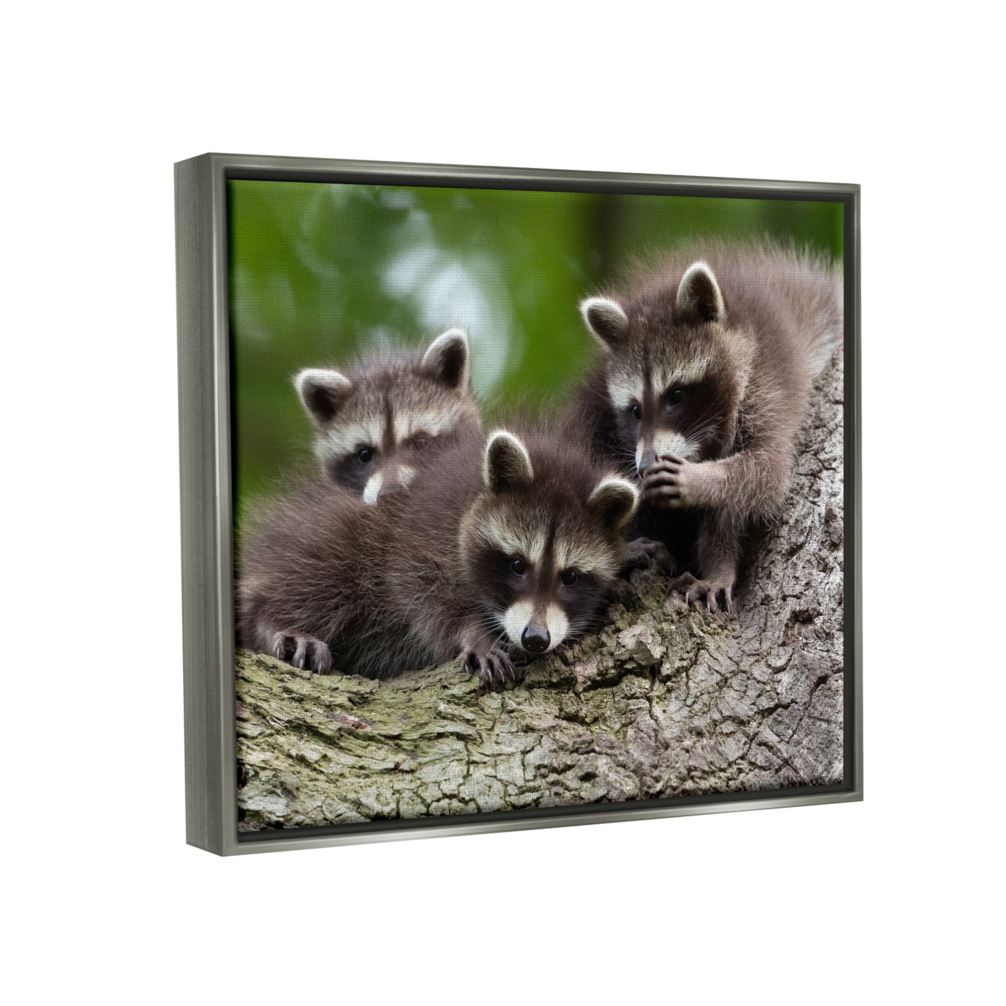 Stupell Industries Raccoon Babies in Tree Animals & Insects Photography Gray Floater Framed Canvas Art Print Wall Art, 31 x 25