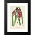thumbnail image 2 of Charles Antoine Lemaire 13x18 Black Modern Framed Museum Art Print Titled - Iris Kaempfer Siebold (1854-1896), 2 of 5