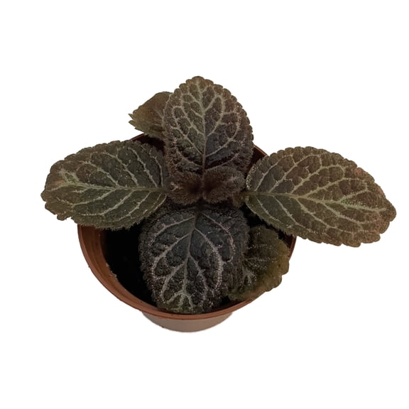 Chocolate Cream Flame Violet - Episcia - 2.5" Pot - Great House Plant