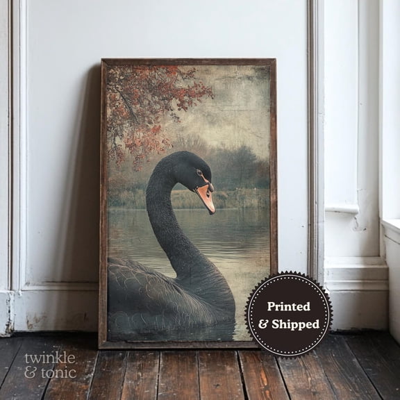Vintage Black Swan Art Print Dark Academia Wall Dã©Cor Moody Gothic Nature Poster Rustic Wildlife Design UNFRAMED Poster, Wall Art for Decor, Present, 8x12
