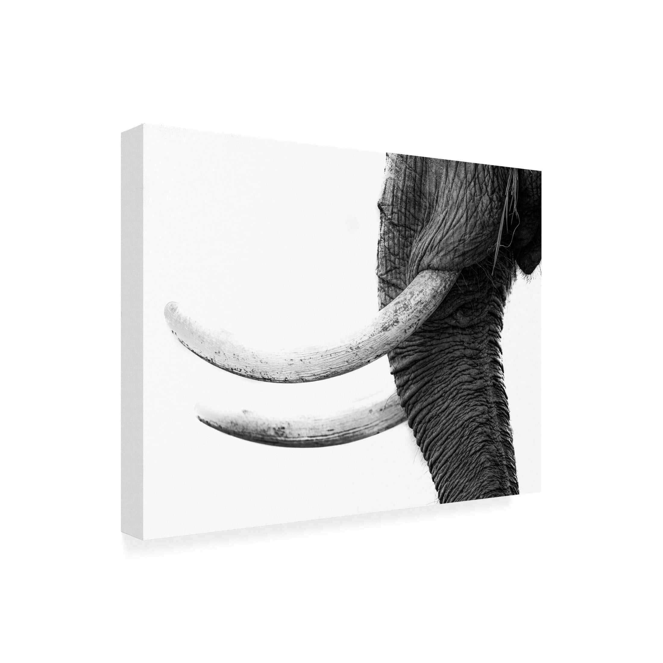 Canvas Wall Art - Jaco Marx 'White Gold' Wall Art for Living Room, Bedroom, or Office D?cor by Trademark Fine Art - 47 x 35 Inches