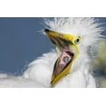 thumbnail image 2 of Morris, Arthur 32x23 Black Ornate Wood Framed with Double Matting Museum Art Print Titled - FL, St Augustine Great egret chick yawning, 2 of 4