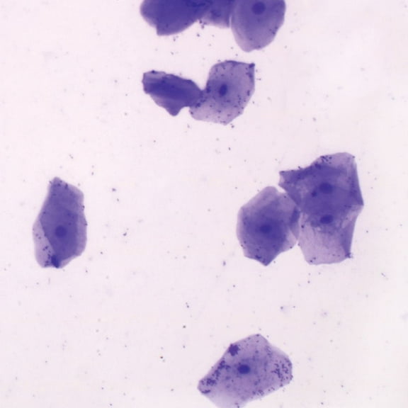 Oral Smear, W.M. Microscope Slide