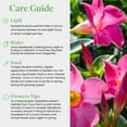 thumbnail image 6 of American Plant Exchange Dipladenia Bush, 6-Inch Pot, Pink Flowering Live Plant, Constant Bloomer!, 6 of 7