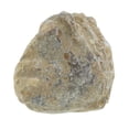 thumbnail image 4 of Shell Fossil Paleontology Fossil Fun Science Ornaments Teaching Props Fossils, 4 of 7