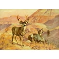 thumbnail image 2 of Rungius, Carl 24x18 Black Ornate Wood Framed with Double Matting Museum Art Print Titled - Deer in Montana, 2 of 4