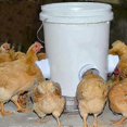 thumbnail image 3 of Set Of 5 Rainproof Poultry Feeder Ports, 3 of 5