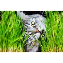 500 Organic CAT GRASS WHEAT Grass Pet Grass Wheatgrass Catgrass Triticum Aestivum Seeds