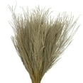 thumbnail image 2 of Vickerman 14-20" Natural Snowdrop Grass, 3 pack, Dried, 2 of 5