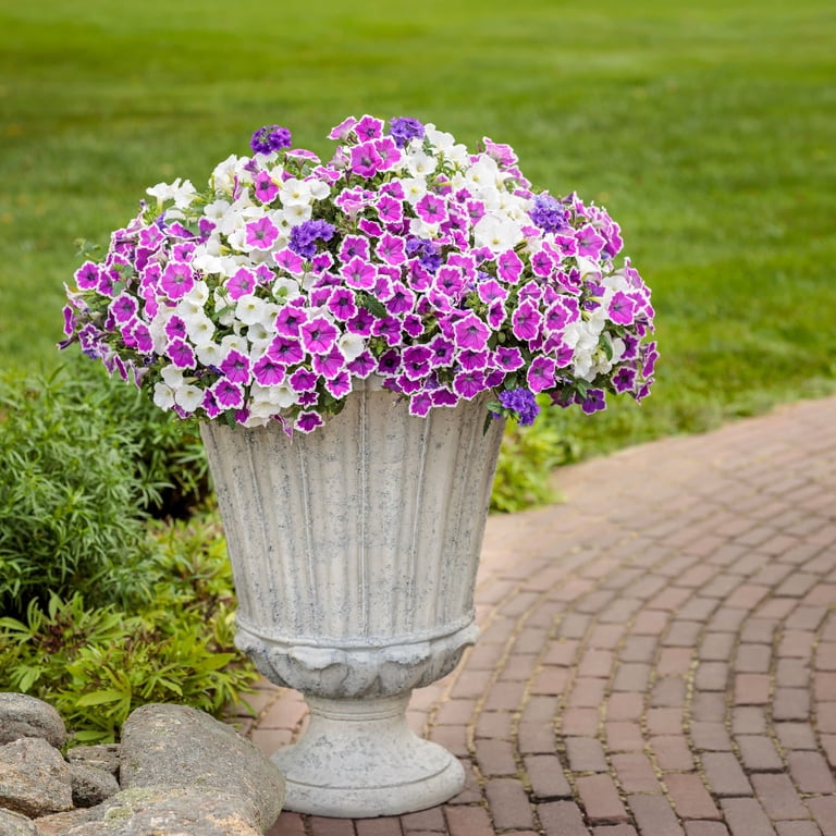Proven Winners 4" Supertunia Mini Vista White Petunia Live Plant in 4.25"  Pot (4 Count) - Walmart.com