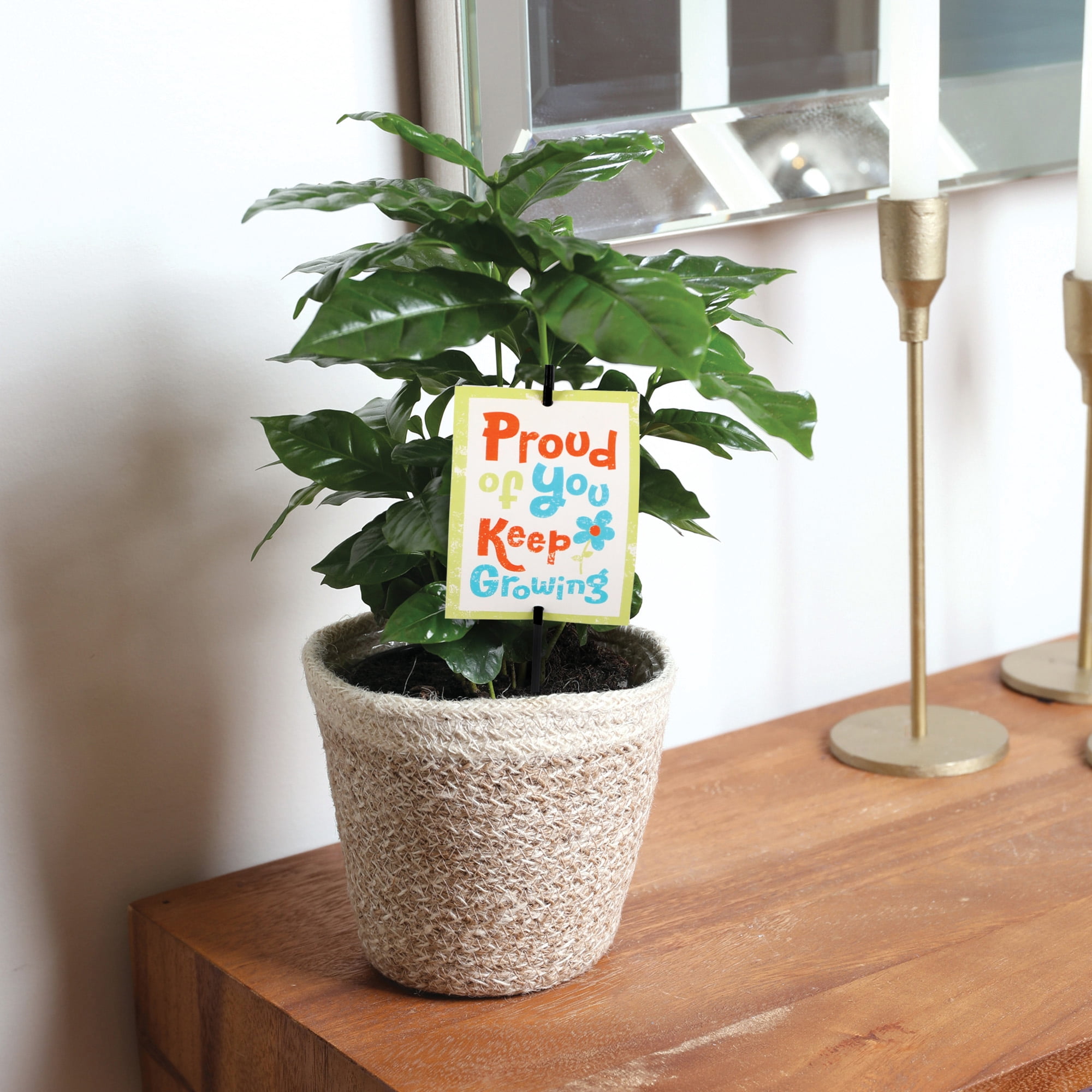 5" Coffee Plant in White Jute Planter – Proud of You
