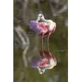 thumbnail image 2 of Kaveney, Wendy 11x14 Black Ornate Wood Framed with Double Matting Museum Art Print Titled - FL, Everglades NP Roseate spoonbill preening, 2 of 4
