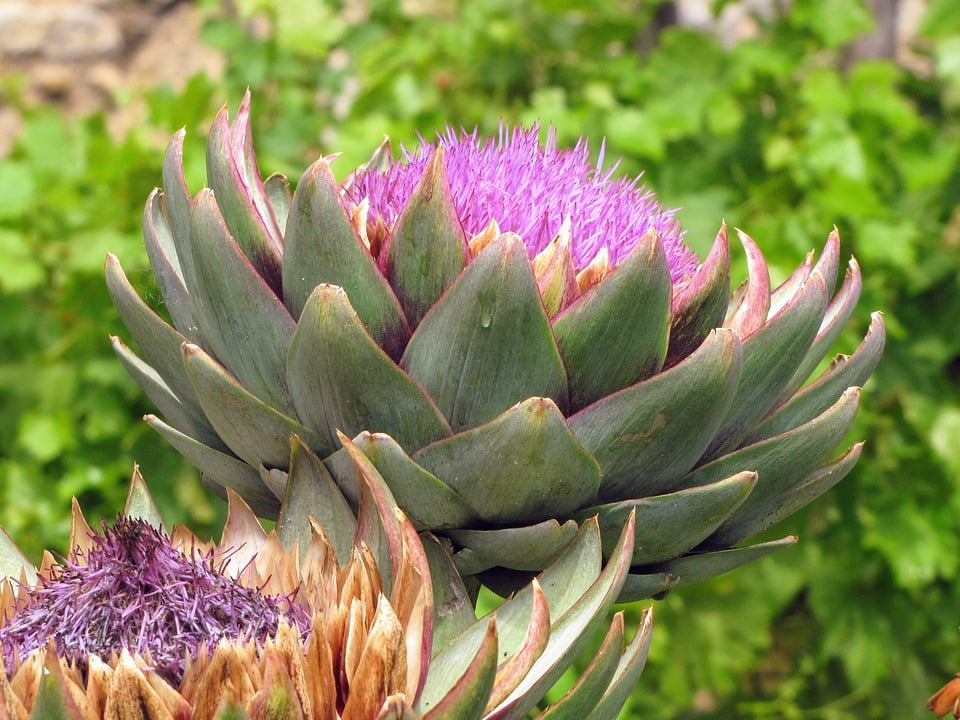 Plant Vegetable Artichoke Flower Artichoke Bracts20 Inch