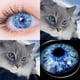 thumbnail image 1 of AMARA-lentes de contacto para ojos de gato, lentes de contacto de Color azul, maquillaje anual, belleza de Halloween, lentillas amarillas, 1 of 4