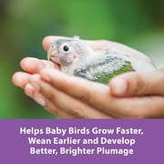 Kaytee Exact Handfeeding for Baby Pet Birds, 5 Pounds