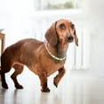 thumbnail image 3 of OULII Collier Laisse pour Chien avec Chaîne Résistante à la Rouille Adapté pour l'Entraînement et la Marche, 3 of 8