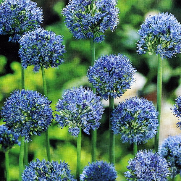 Blue Allium (or Azure Allium)