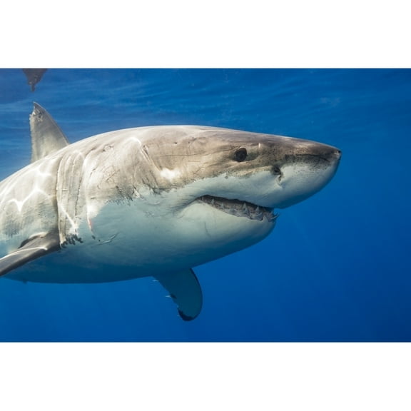Posterazzi DPI12286130 Great White Shark Carcharodon Carcharias - Guadalupe Island Mexico Poster Print by Dave Fleetham, 19 x 12