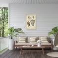 thumbnail image 5 of Martini 'Vintage Shell Study II' Outdoor Canvas 19x14, 5 of 5