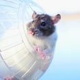 thumbnail image 4 of Hamster Ball, Running Ball for Hamsters & Mice, Exercise, Rodent Toy for Running, Plastic, 15cm, Transparent, 4 of 6