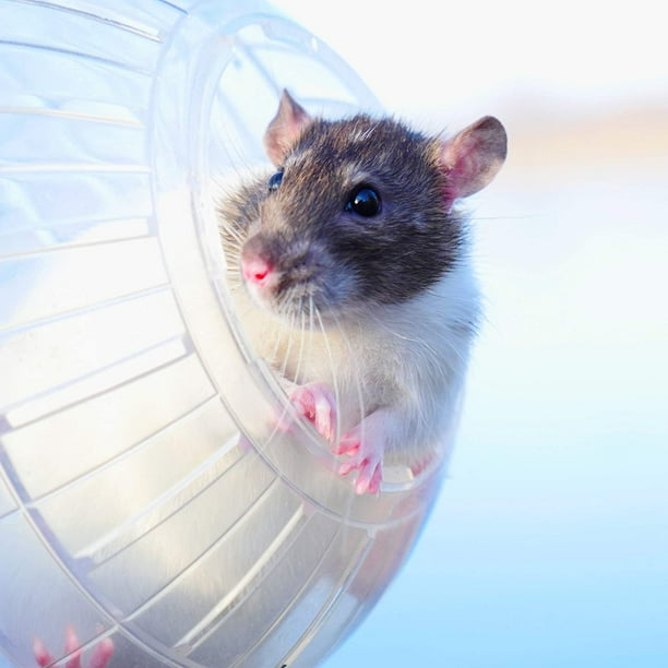 Rat in hamster ball 2025