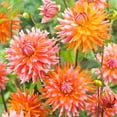 thumbnail image 2 of Orange Turmoil Cactus Dahlia Flower Tubers - 3 Bulbs per Pack - Grows Well in Containers - Good as Cut Flowers - Deer Resistant, 2 of 5