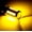 YELLOW, variant on 2 PCS PY21W P21/5W 1156 Ba15s 1157 Bay15d For Car LED Bulbs Turn Signal Light 12V 33SMD 7000K White Brake Reverse Parking Lamps