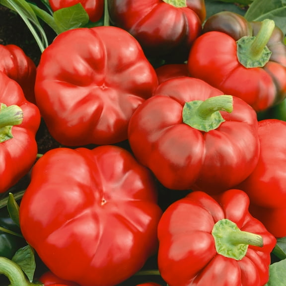 Mountain Valley Seed Company Cheese Red Sweet Pepper Seeds, Non GMO