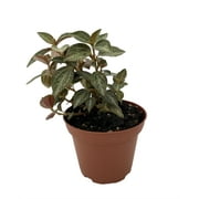 Silver and Red Peperomia trinervis - 3.7" Pot - Easy to Grow