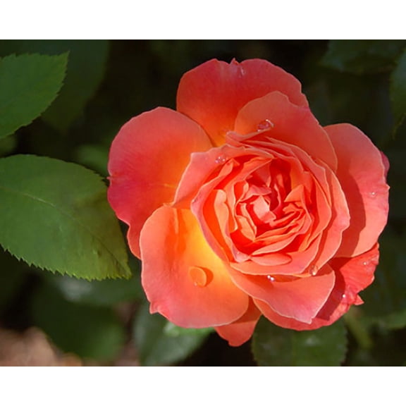 Livin Easy Rose Bush - Citrus Fragrance - Everblooming - 4" Pot