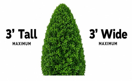 Green Velvet Boxwood Evergreen Live Shrub in 1-Gallon Grower Pot