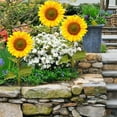 thumbnail image 4 of 2 Pack Sunflower Garden Stakes Decor, Vibrant Acrylic Outdoor Flower Stakes for Lawn, Pathway, Patio, and Backyard Garden Decorations, 4 of 9