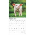 thumbnail image 4 of Piglets 2025 12 X 24 Inch Monthly Square Wall Calendar Plastic-Free, (Paperback), 4 of 9