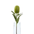 thumbnail image 4 of Hill Interiors Banksia Serrata Artificial Flower, 4 of 4