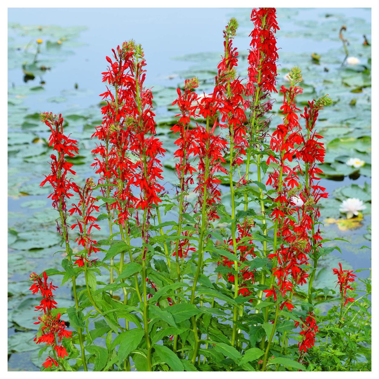 Everwilde Farms - 1 oz Cardinal Flower Native Wildflower Seeds - Gold Vault Bulk Seed Packet
