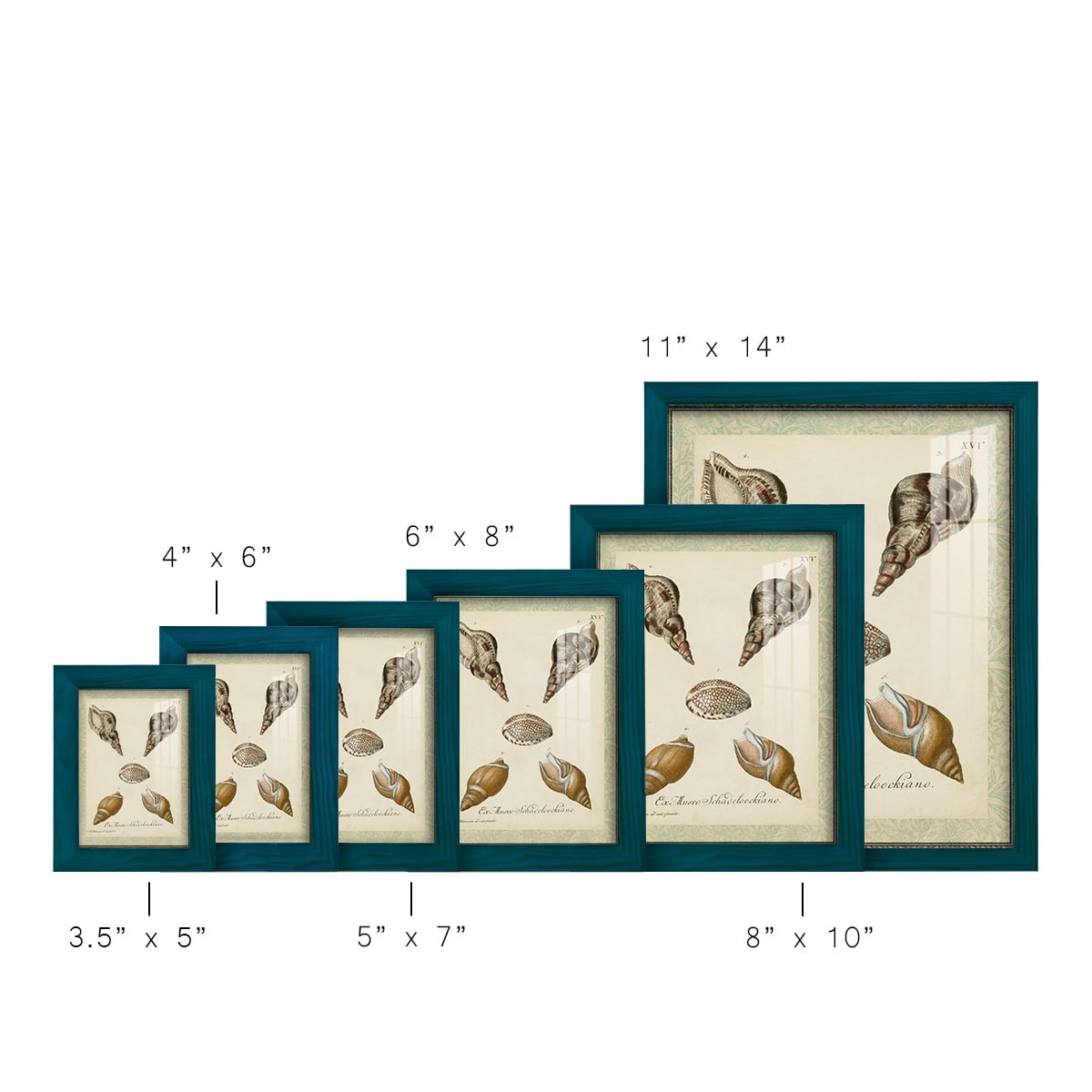 Bookplate Shells VIII - Framed Print w/glass - Ocean Blue