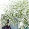 thumbnail image 4 of 10 flores artificiales de relleno de aliento de bebé para ramos de boda, centros de mesa, fiestas y decoración del hogar - Blanco, 4 of 5