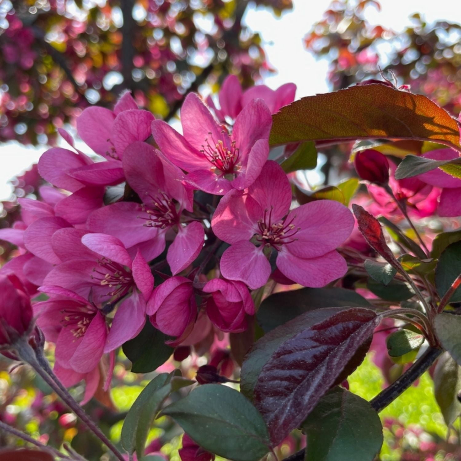 Expert Gardener 1-2 ft tall Profusion Crabapplee Live Tree in 1-Gallon Grower Pot