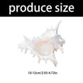 thumbnail image 5 of Natural Conch Shell,Large Conch Seashells for Vases Fillers,Living Room Wedding Decors Beach Theme Party Home Decoration, 5 of 8